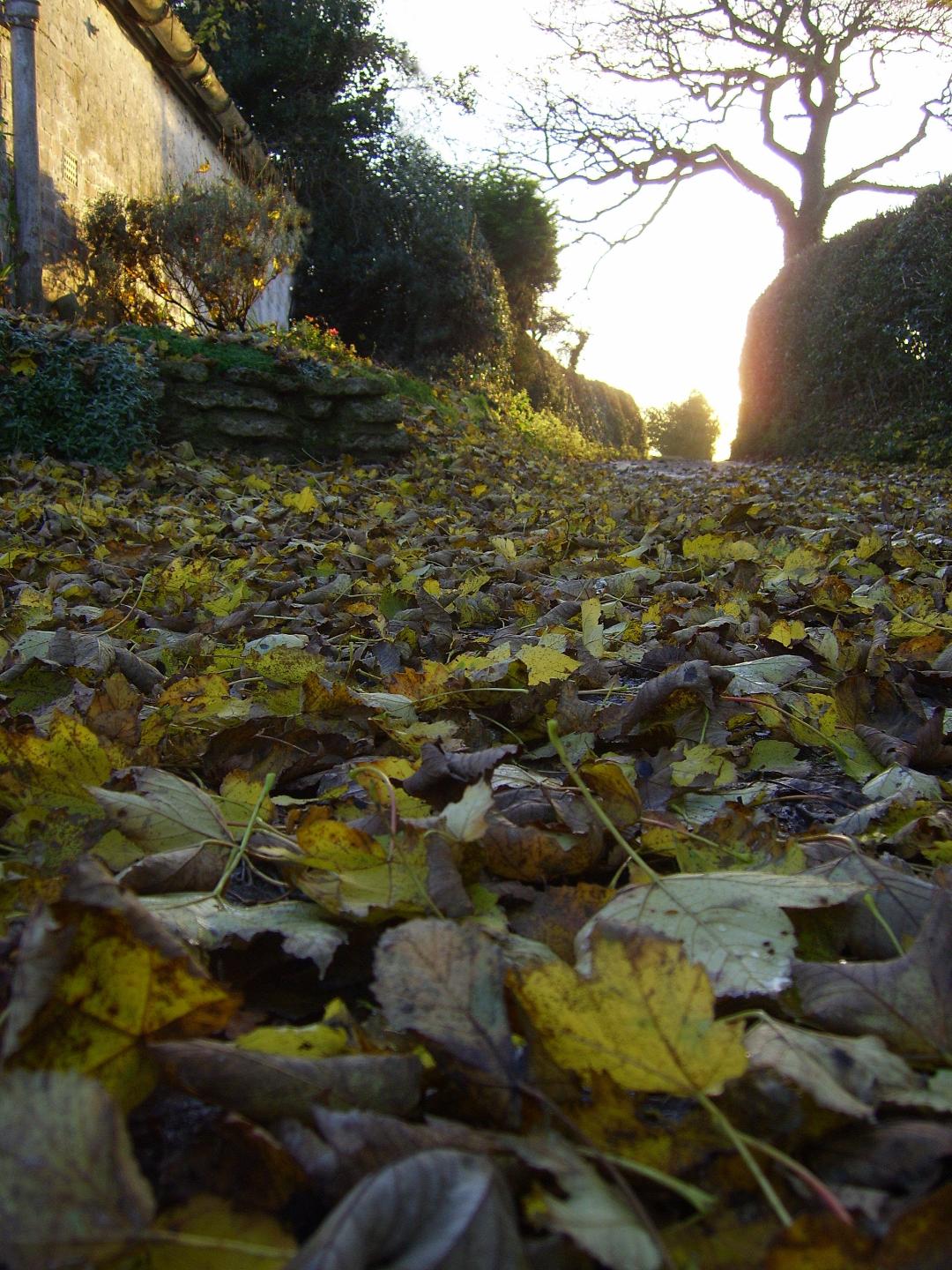 61 Autumn leaves down Catterals Lane