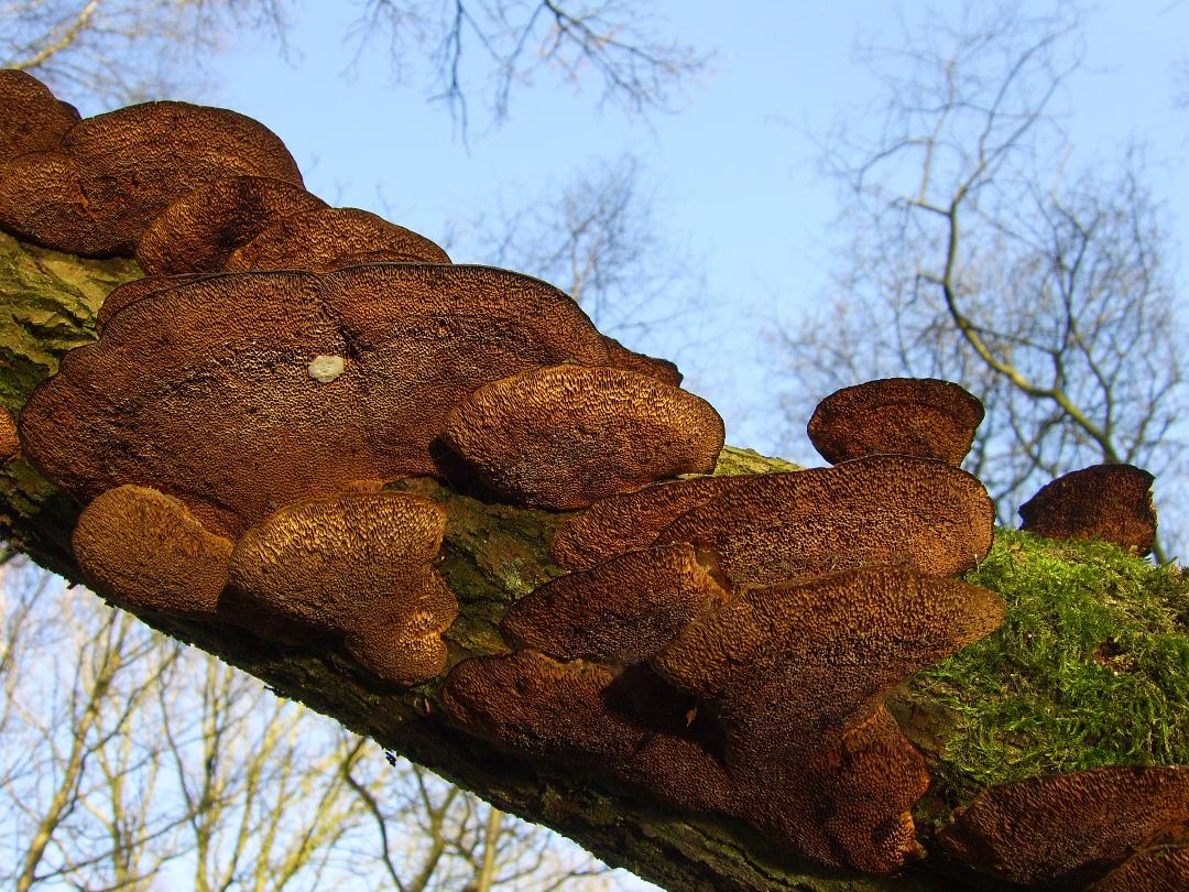 62 Brown Moss fungi